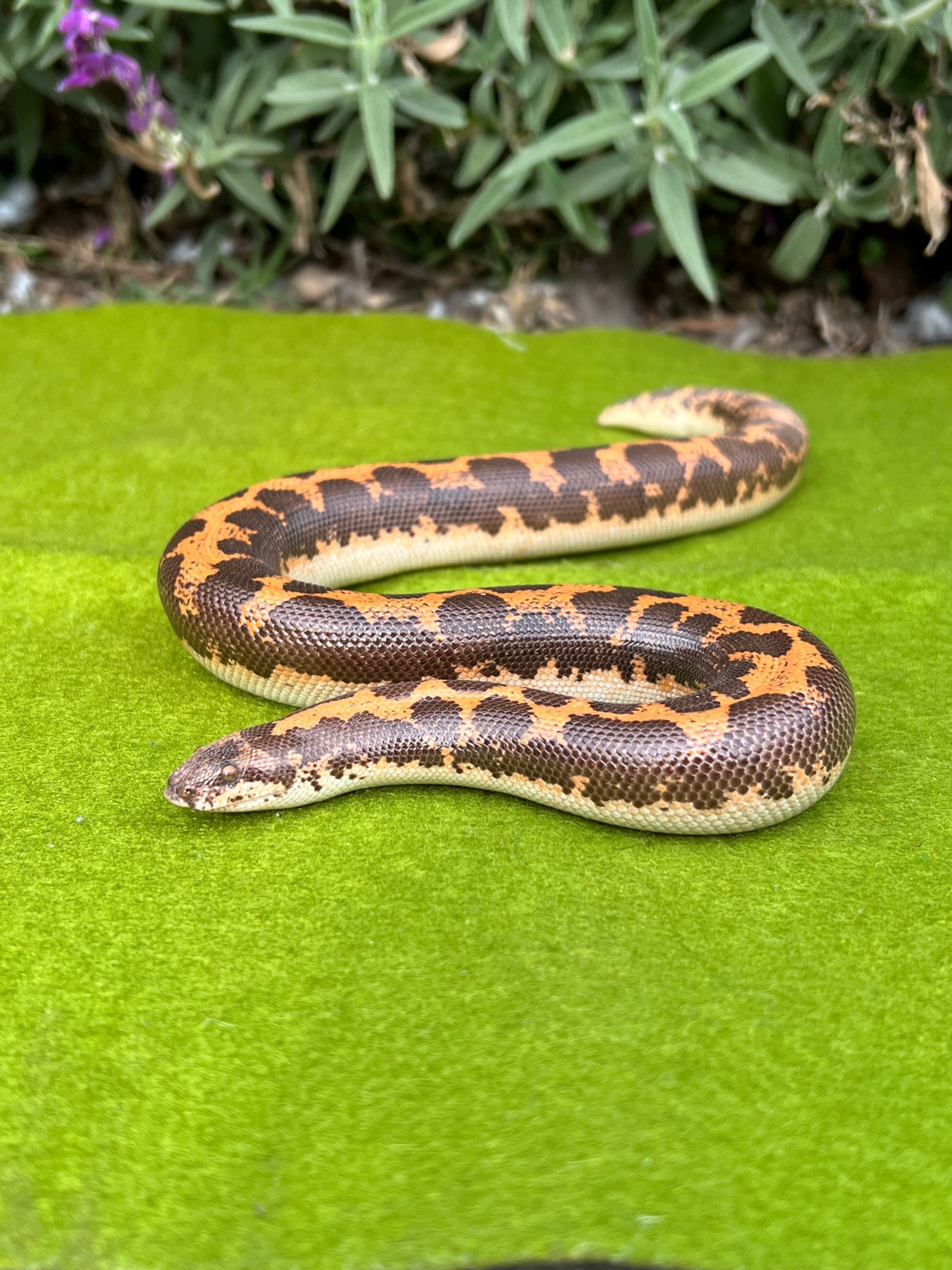 Jack - Kenyan Sand Boa