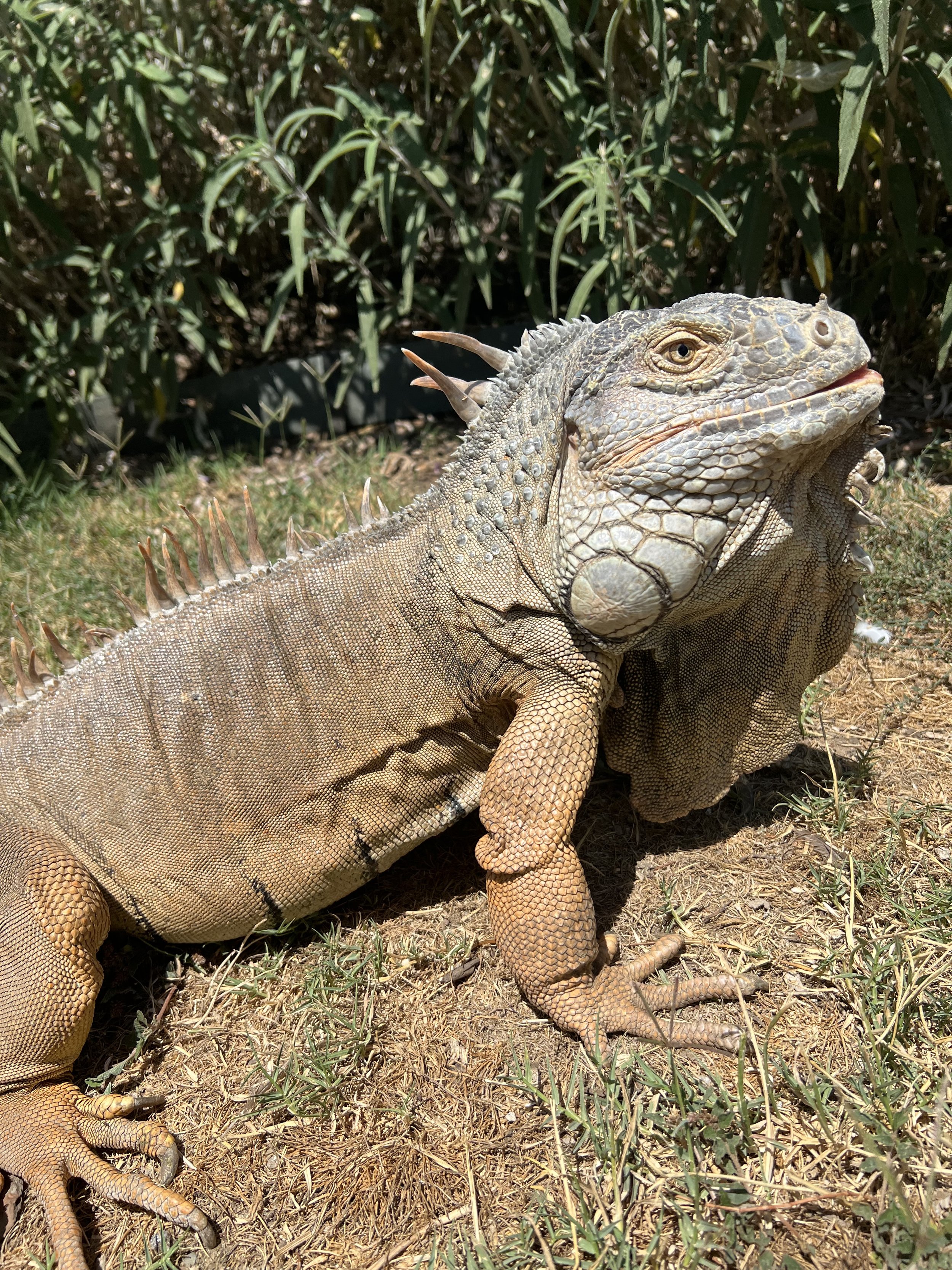 Levi - Green Iguana