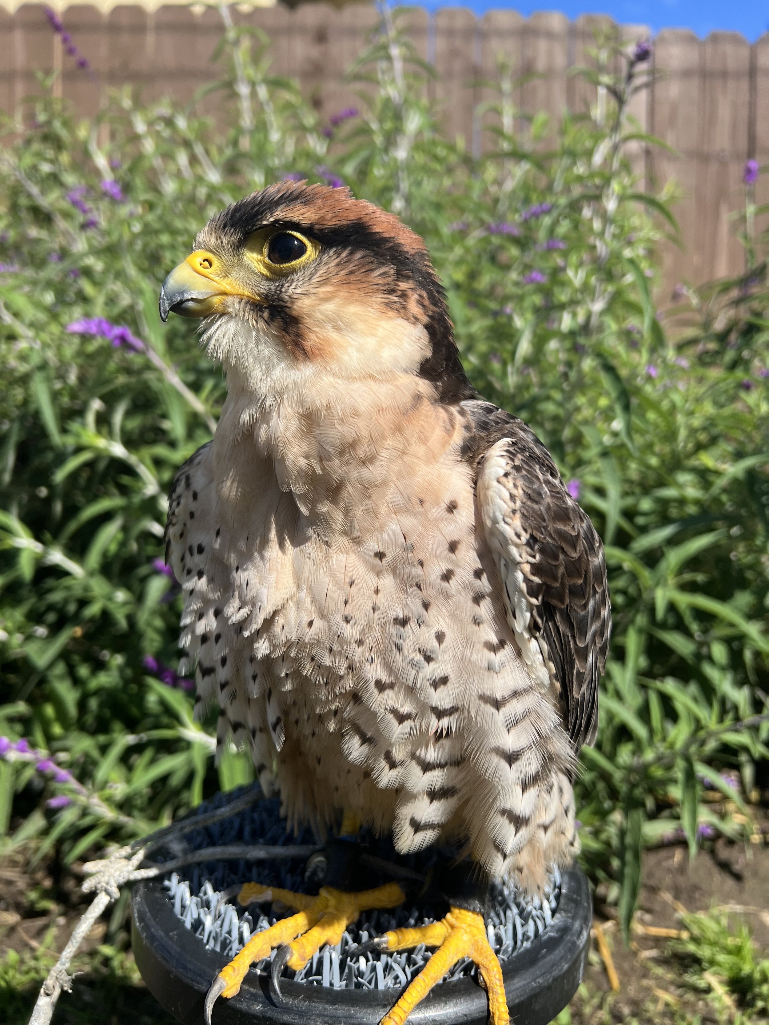Basil - Lanner Falcon