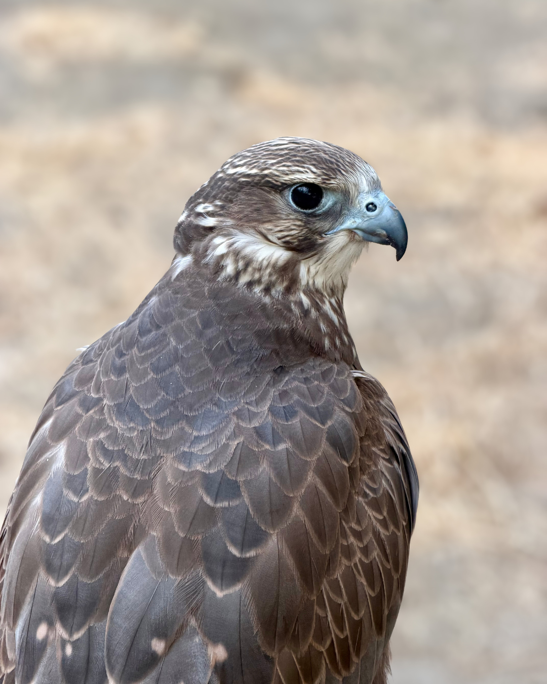 saker falcon