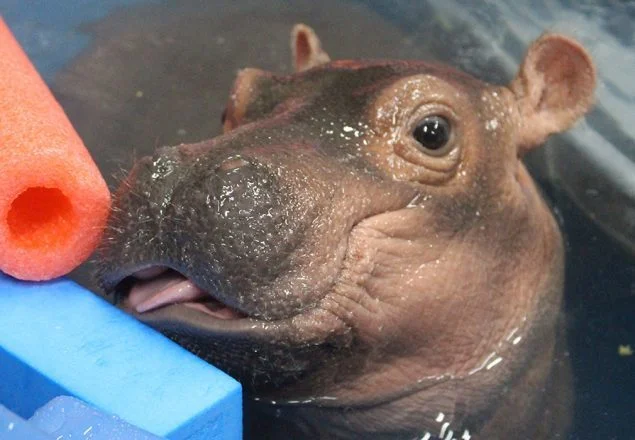 fiona.jpeg