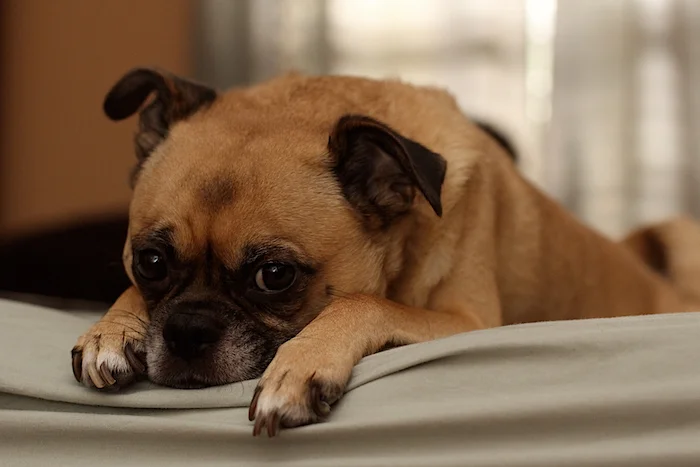 sadpuppy.jpg