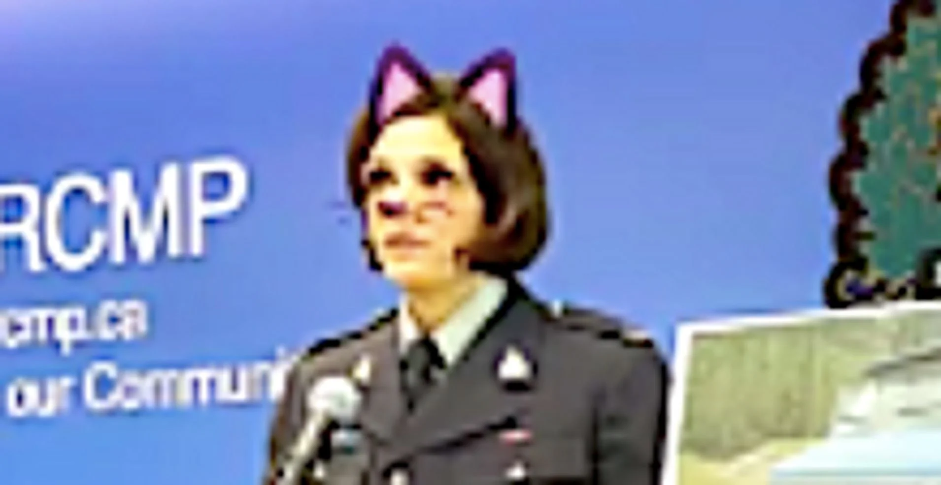 catfilter.jpeg