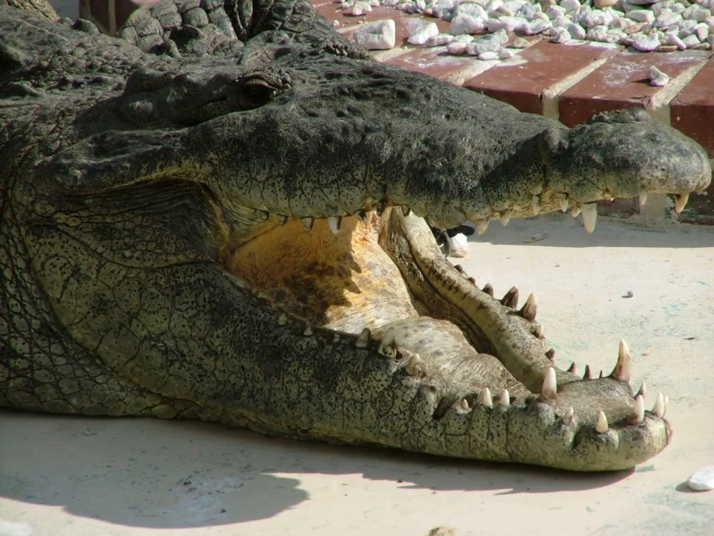 gatorland-orlando-florida-u-1517800.jpg