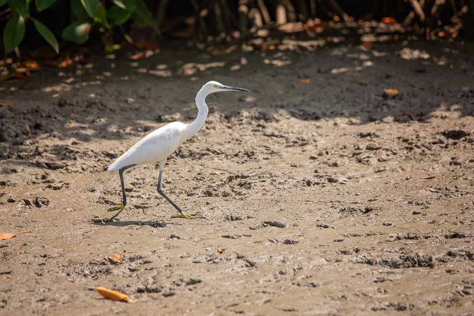 20190422_140217_0000_0232-01-Little Egret Egretta garzetta-web.jpg