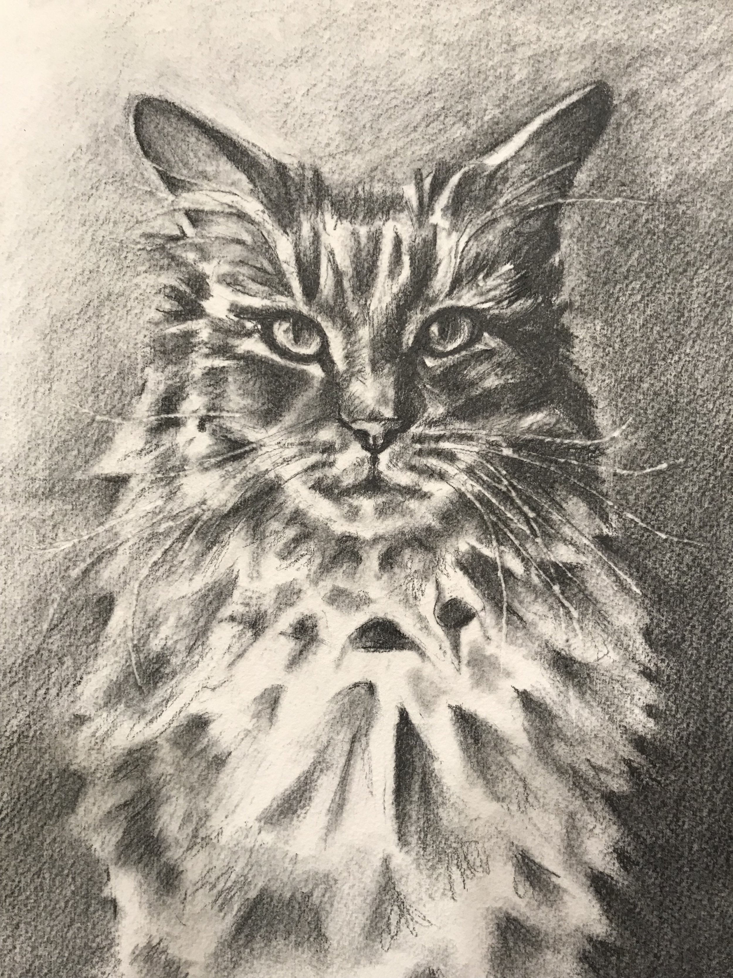 Cat (pencil).JPG