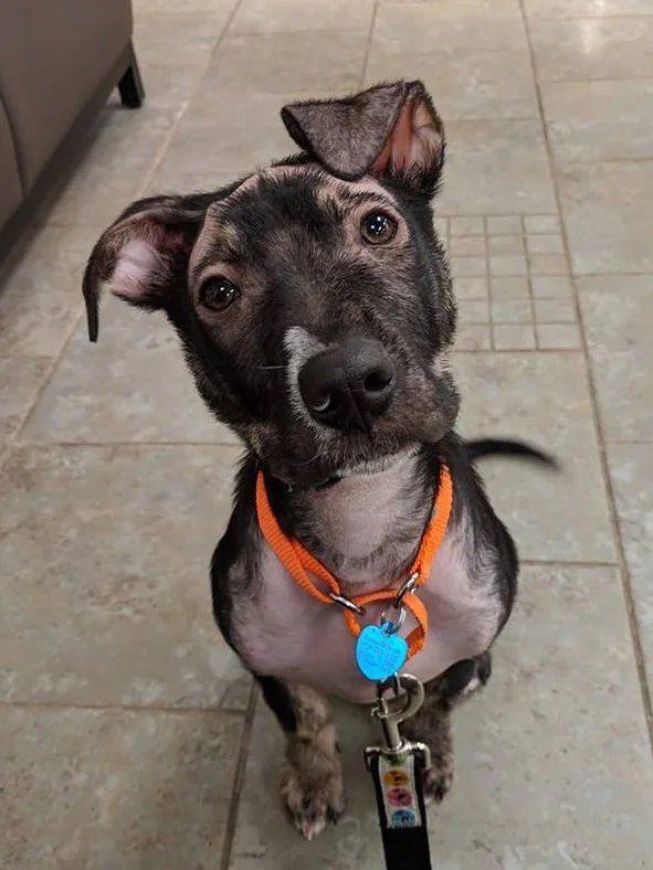 This very unique boy is Sid. As you can see, Sid is missing some of his hair. There is nothing wrong with him, but he will always have bald patches that continue to grow as he does. Sid spent a long part of his puppyhood and adolescence in foster care as he got passed over due to his looks. Sid’s foster mom was patient, though, and helped him grow into a great dog so now that his family has come along they can appreciate his amazing personality, along with his special look!