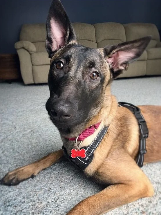 After being diagnosed at 10 months old with severe hip dysplasia, Bane was given up by his owners who had been hoping to breed him. His amazing foster mom put up with many of his crazy adolescent antics, helped him learn some better manners, and even dealt with some separation anxiety. We new the perfect home would come along, and after 5 long months of searching it finally has! Congrats to Bane, his new family, and his wonderful foster family!