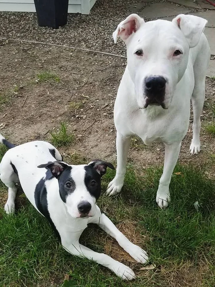 Bessie (bottom left) was fostered by our trainer Nikki before being adopted into an amazing home with 2018’s Bissell Blockstar Kirby for a big brother! She had been abandoned as a puppy on the side of the road and brought to Pound Buddies Shelter in Muskegon before she was brought into foster care. We’re so happy how things have turned around for her!