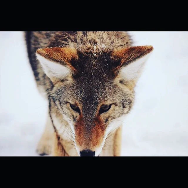 Been thinking a lot about #alpha lately ~~~ h/t https://unsplash.com/photos/NUMlxTPsznM