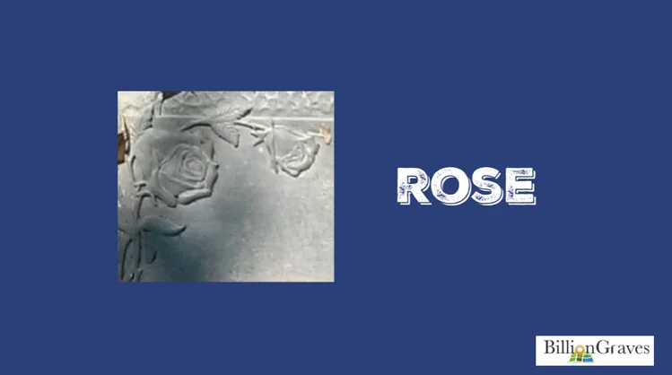 Rose.jpg