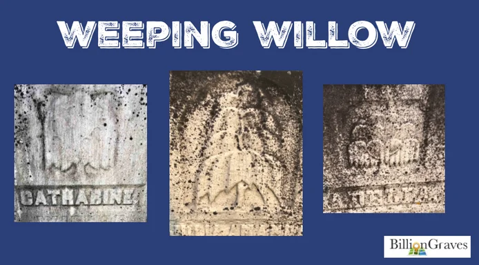 WeepingWillow.jpg