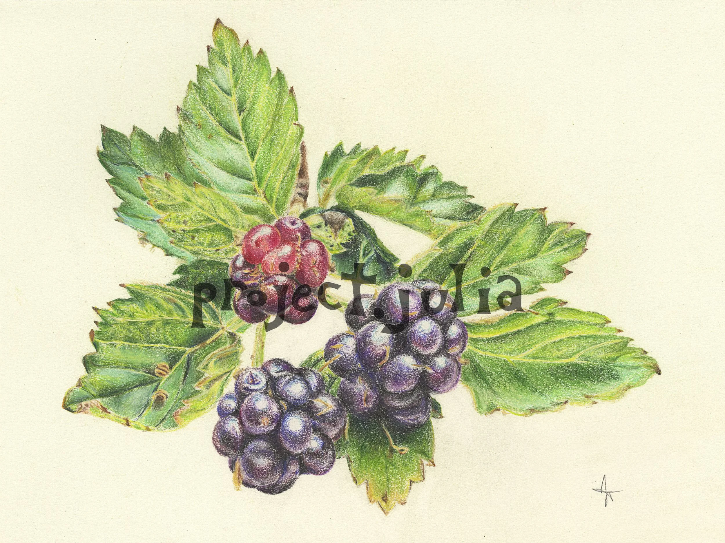 Blackberry Harvest Print