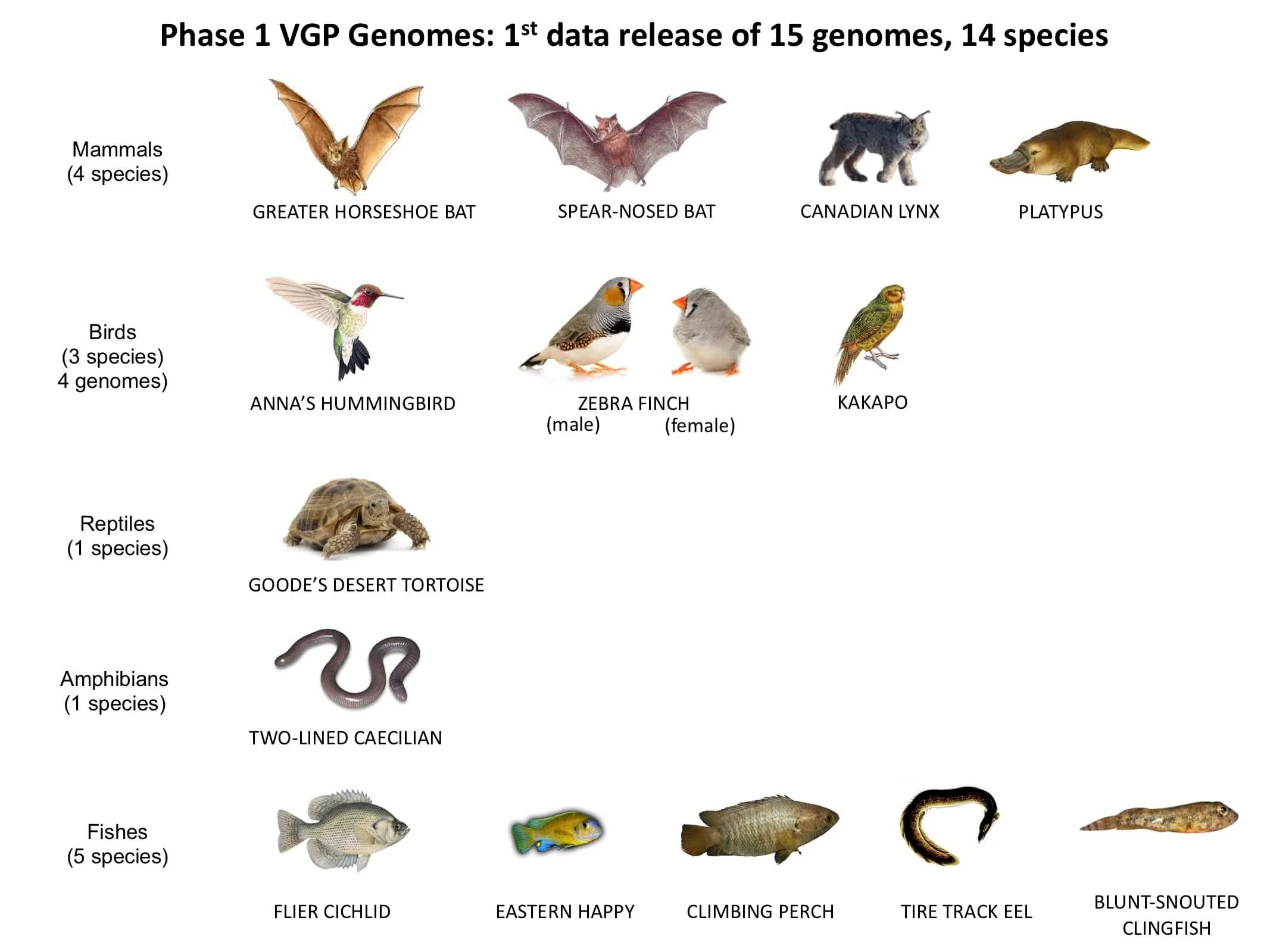 Phase 1 Genomes_for web_compressed.jpg