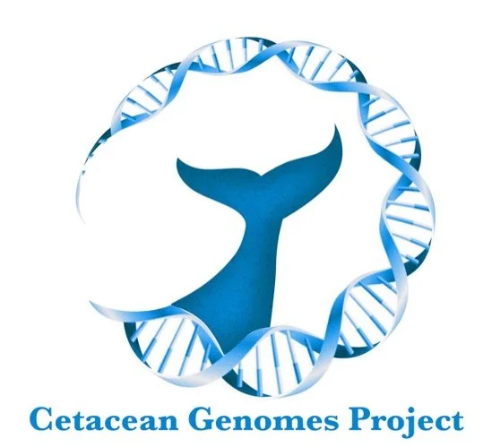 Cetacean Genomes Project.jpg