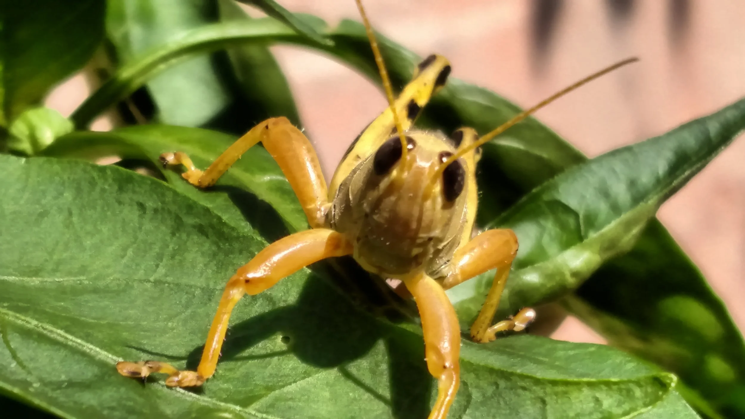 Organic Pest Management and Grasshopper Control