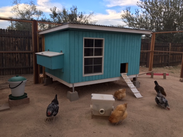 Keeping Backyard Chickens