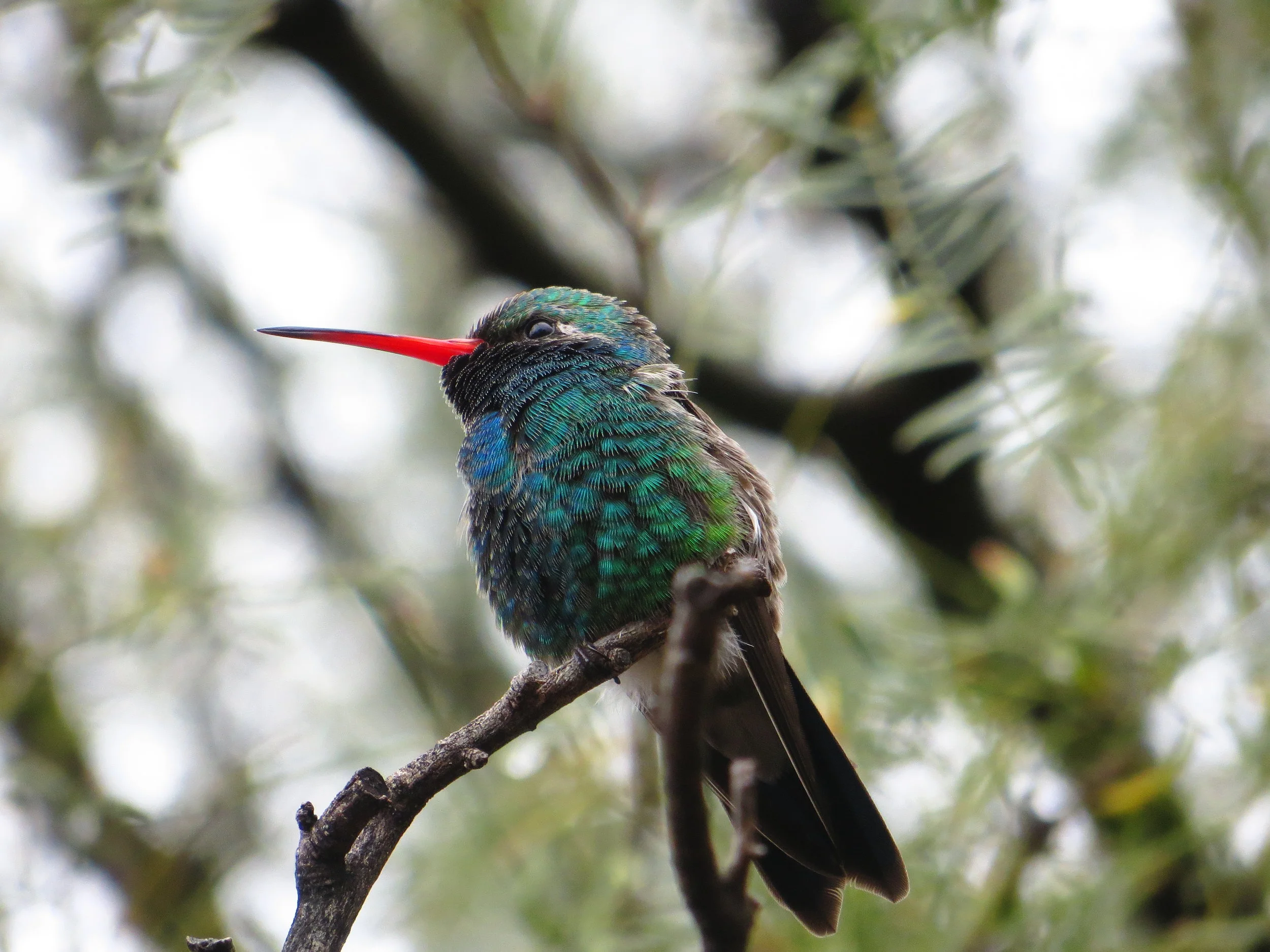 Gardening for Birds and Wildlife