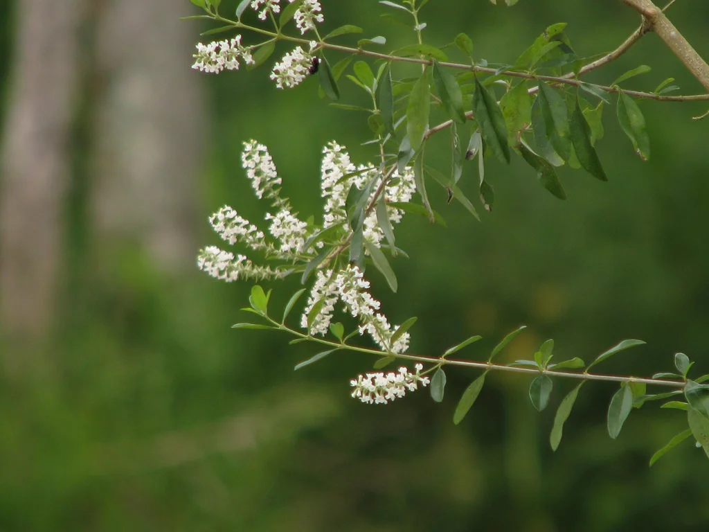 Aloysia gratissima.jpg