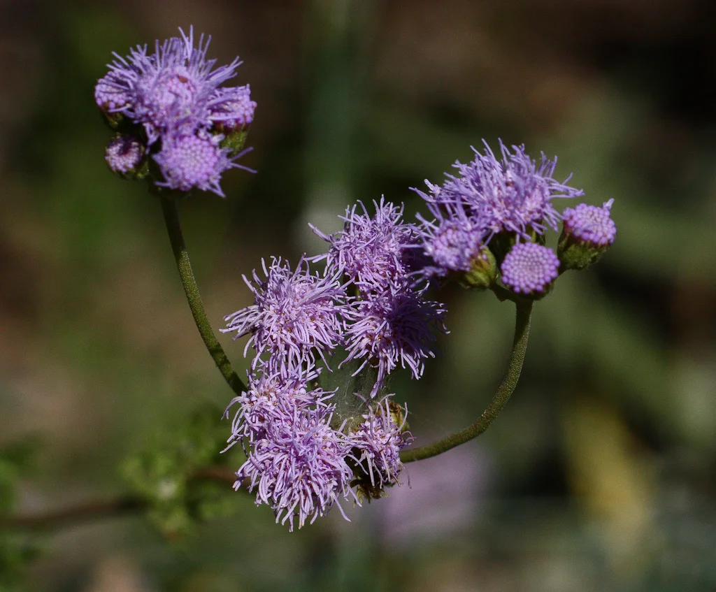 Conoclinium dissectum.jpg