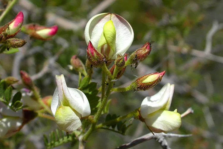 Coursetia glandulosa.jpeg