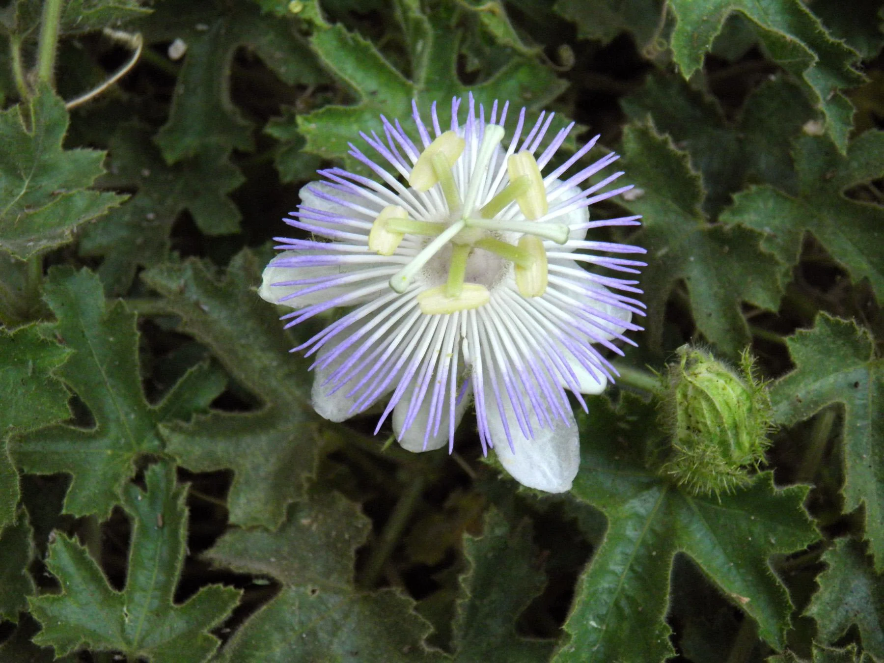 Passiflora arizonica.jpg