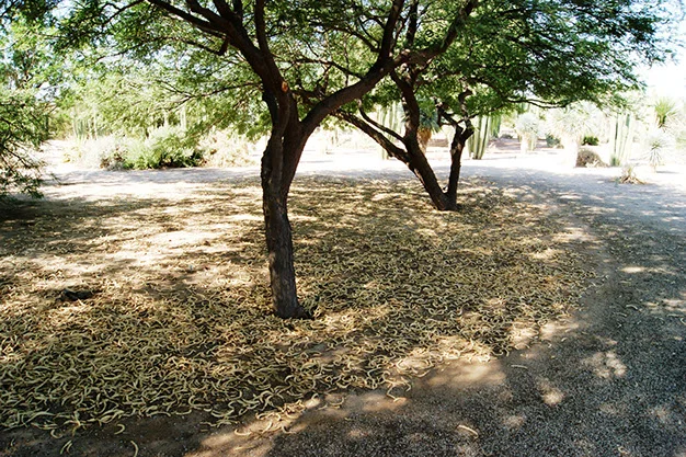 Mesquite Pod Mulch.jpg