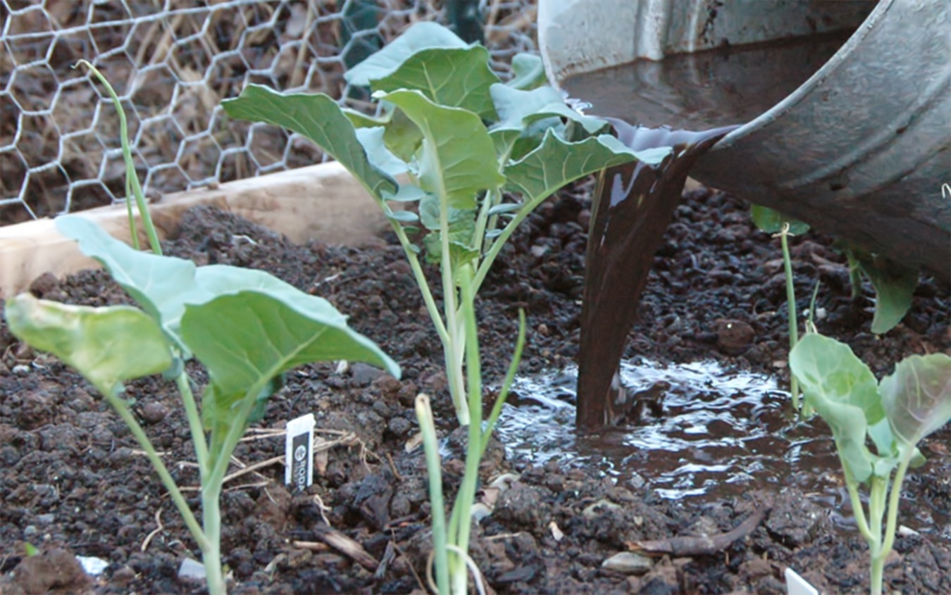 Compost Tea Application.jpg
