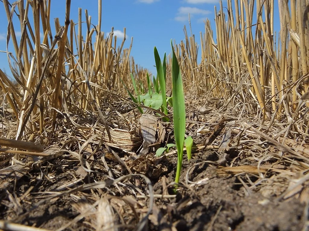 Cover Crop.jpg