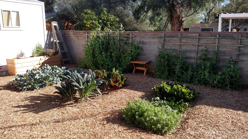 Vegetable Gardening In Arizona Southwest Victory Gardens