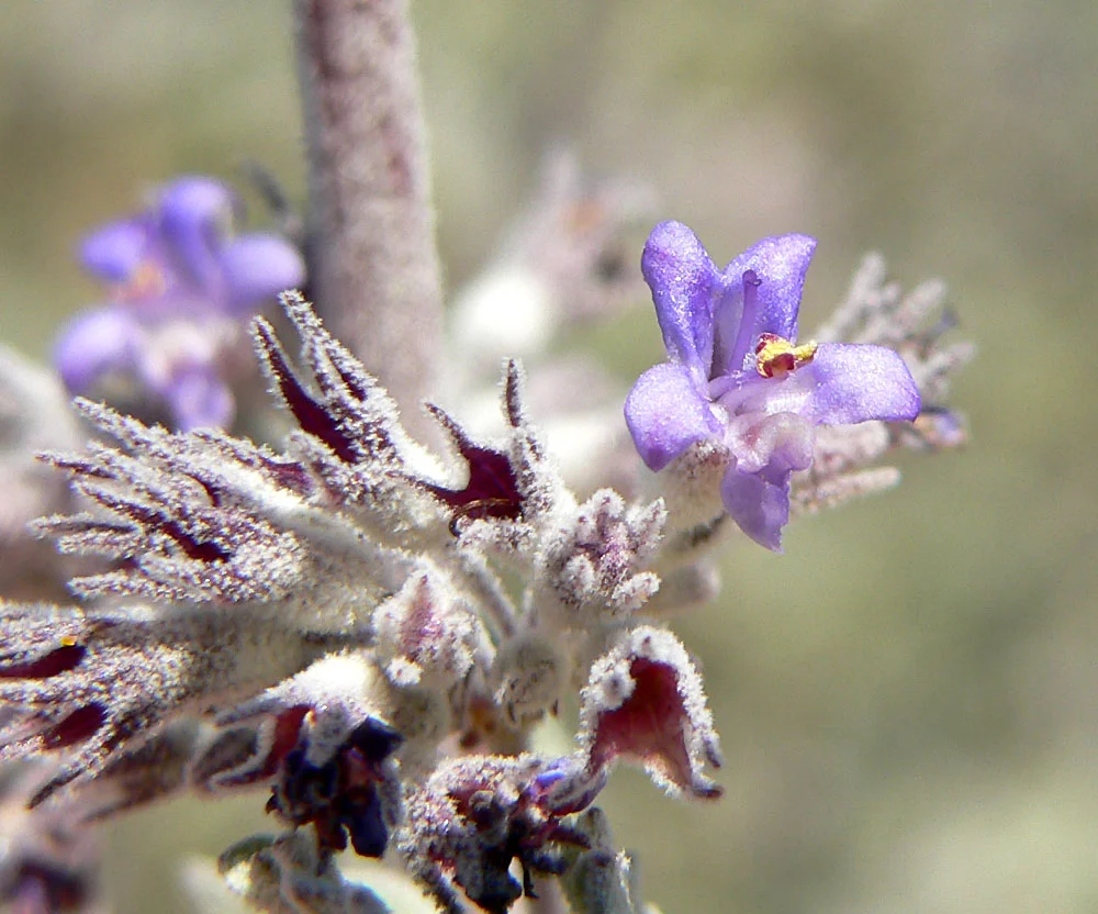Desert Lavender.jpg