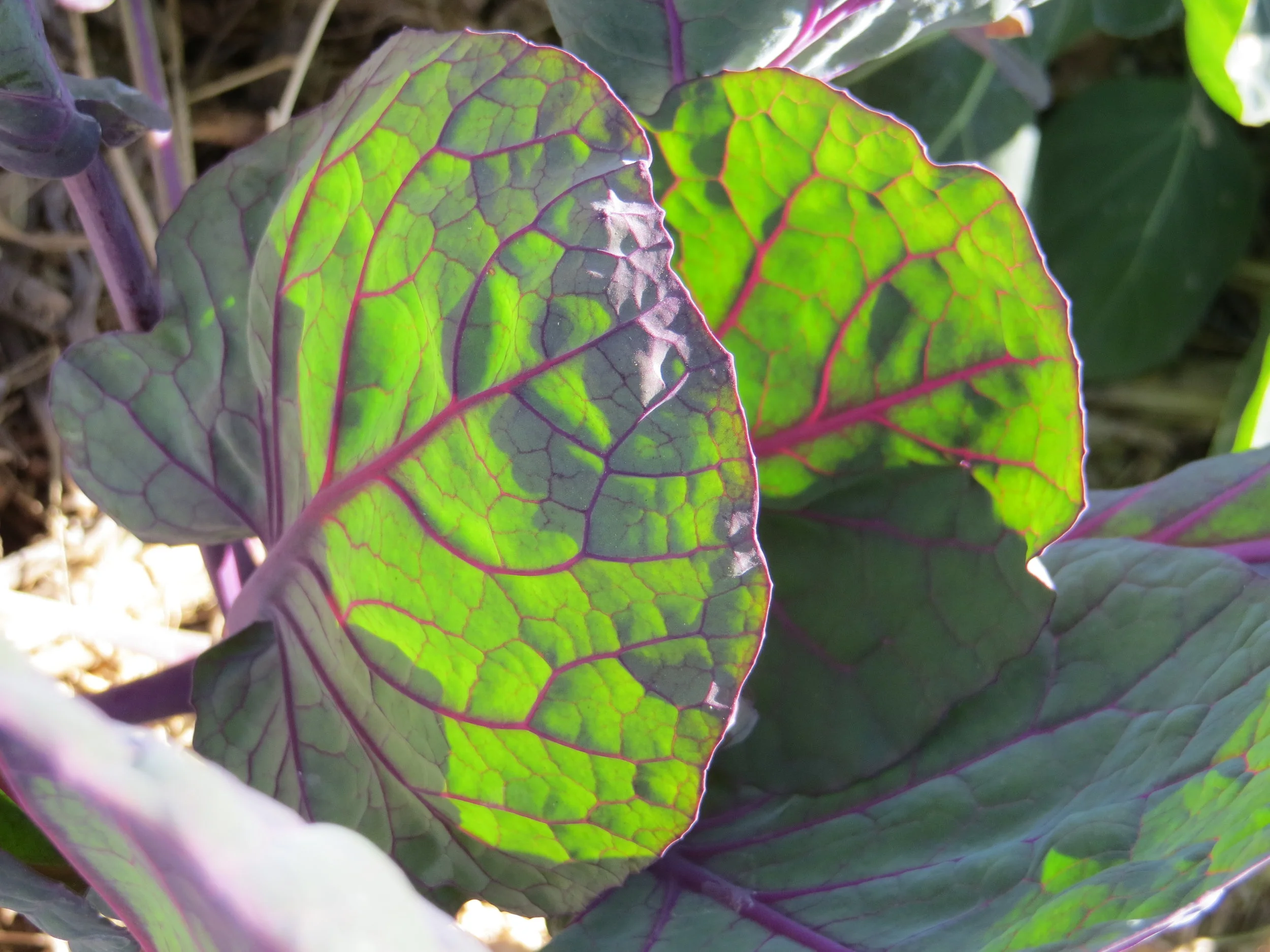 Gardening for the Health Benefits