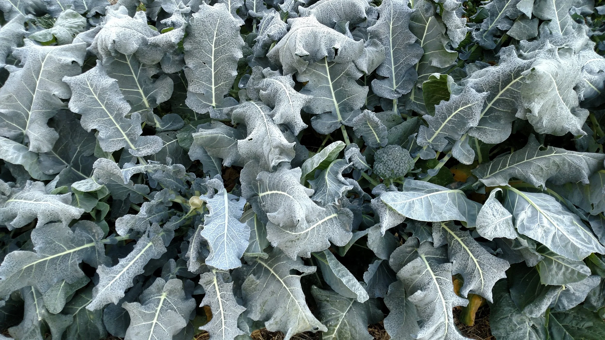 Intensive plant spacing is a great way to help plants stay warm in the winter.