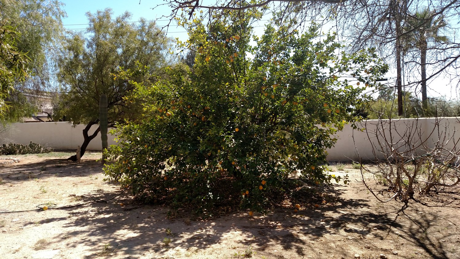 Arizonadagi mevali daraxtlarni urug'lantirish