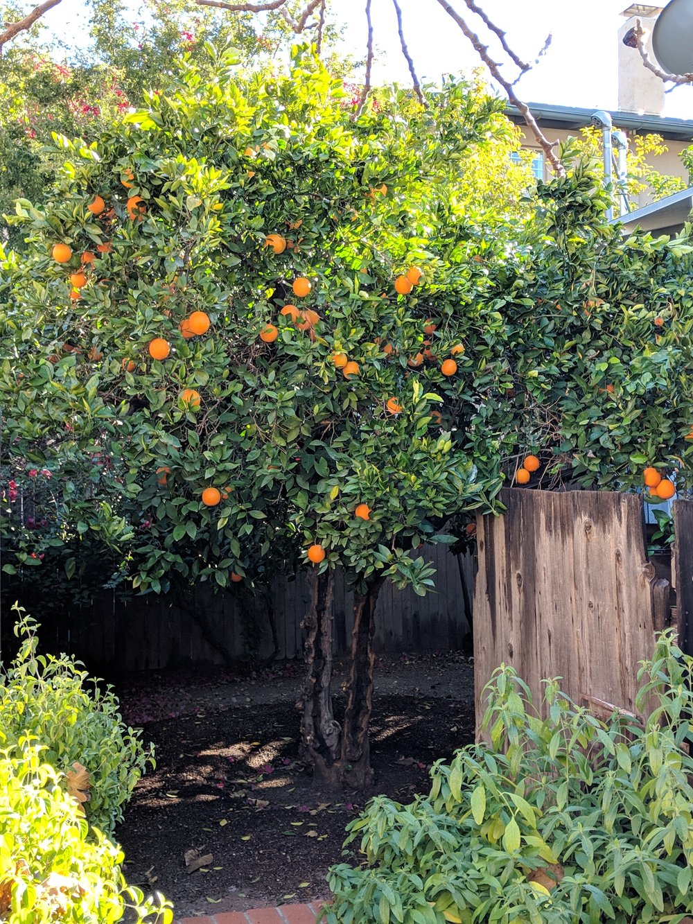 Cómo fertilizar árboles frutales en el sur de california