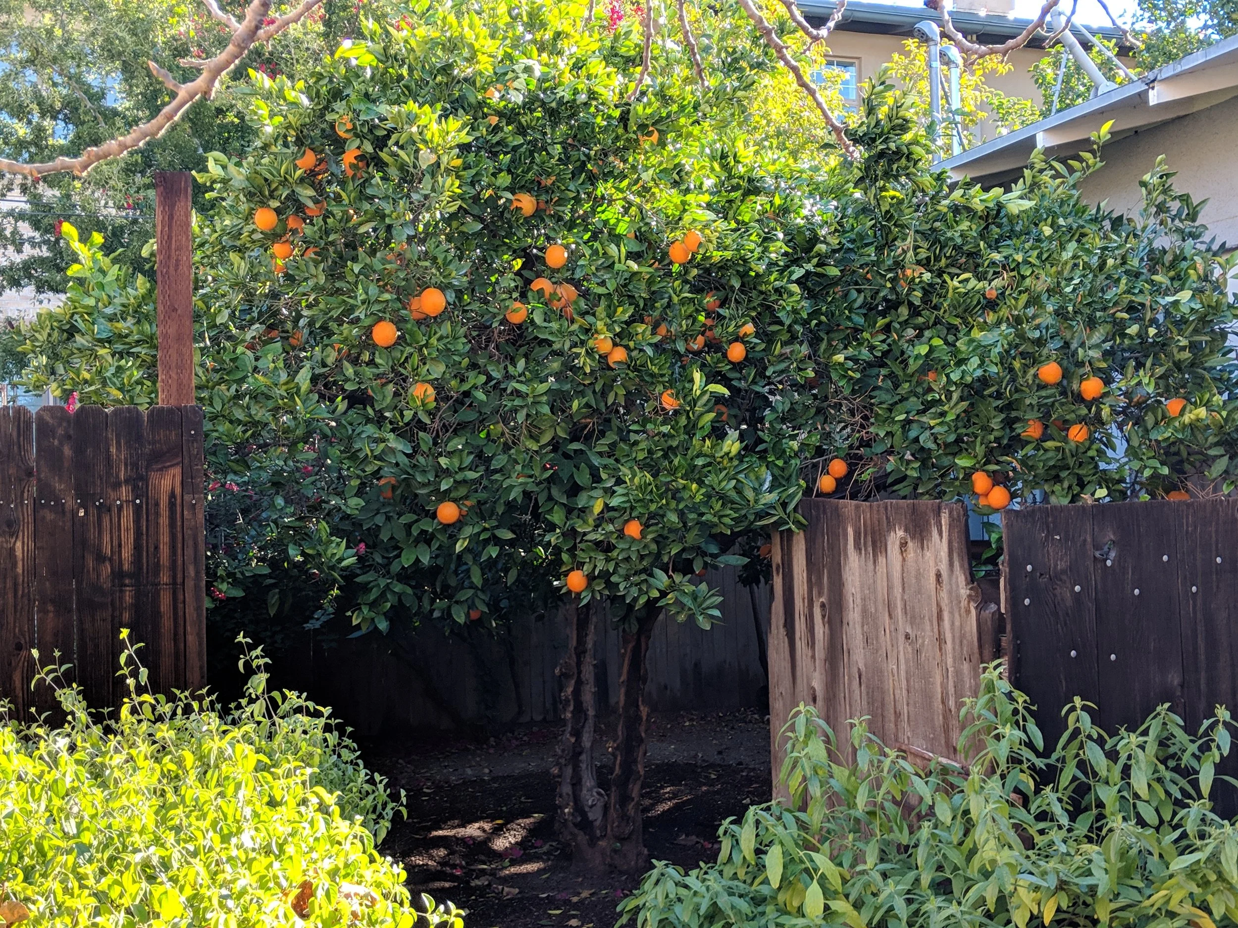 Orange Tree.jpg