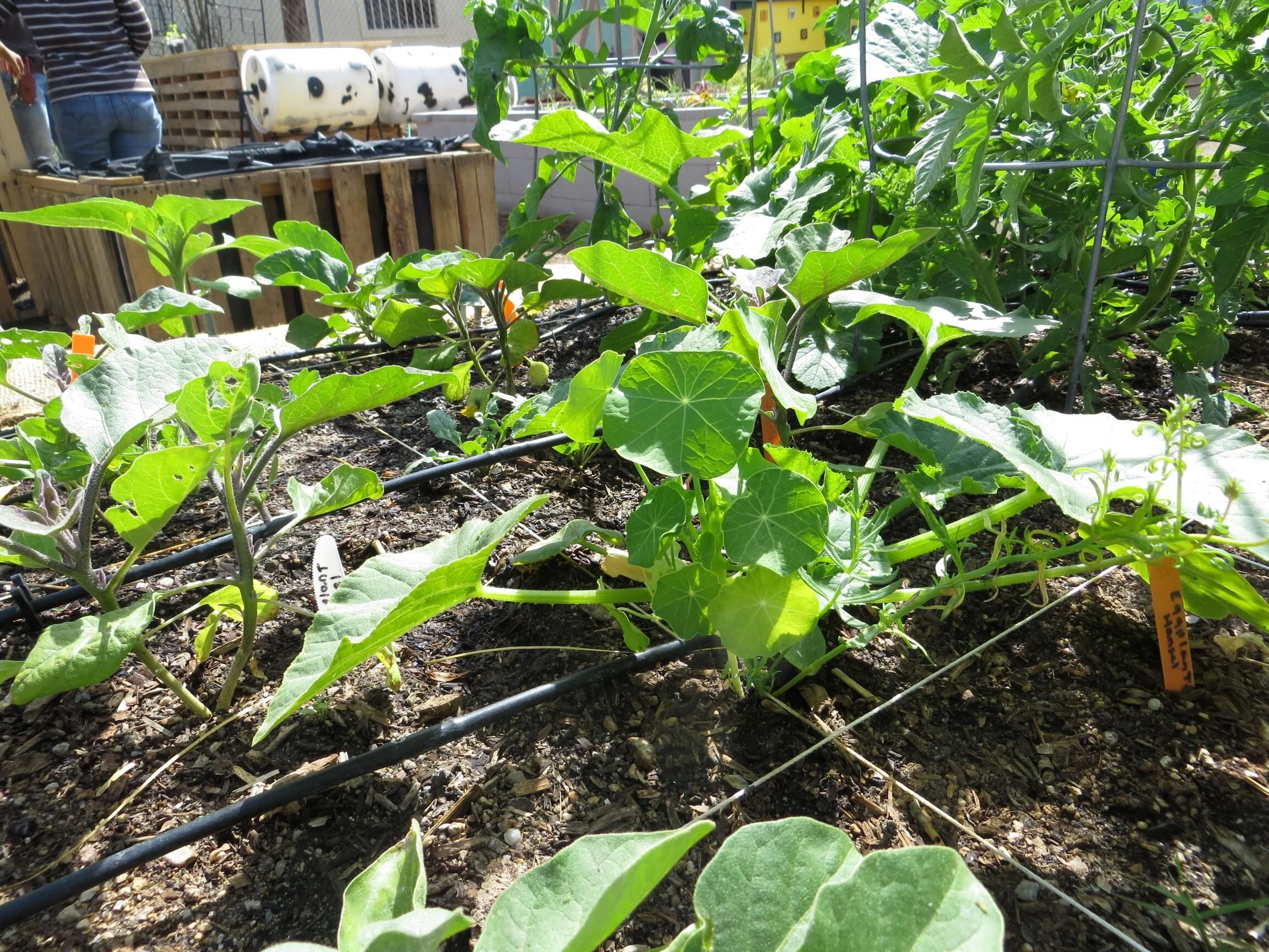 How to Plant a Square Foot Garden