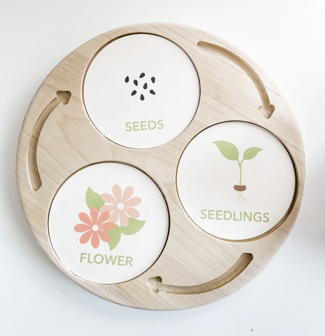 Lifecycle of a Flower