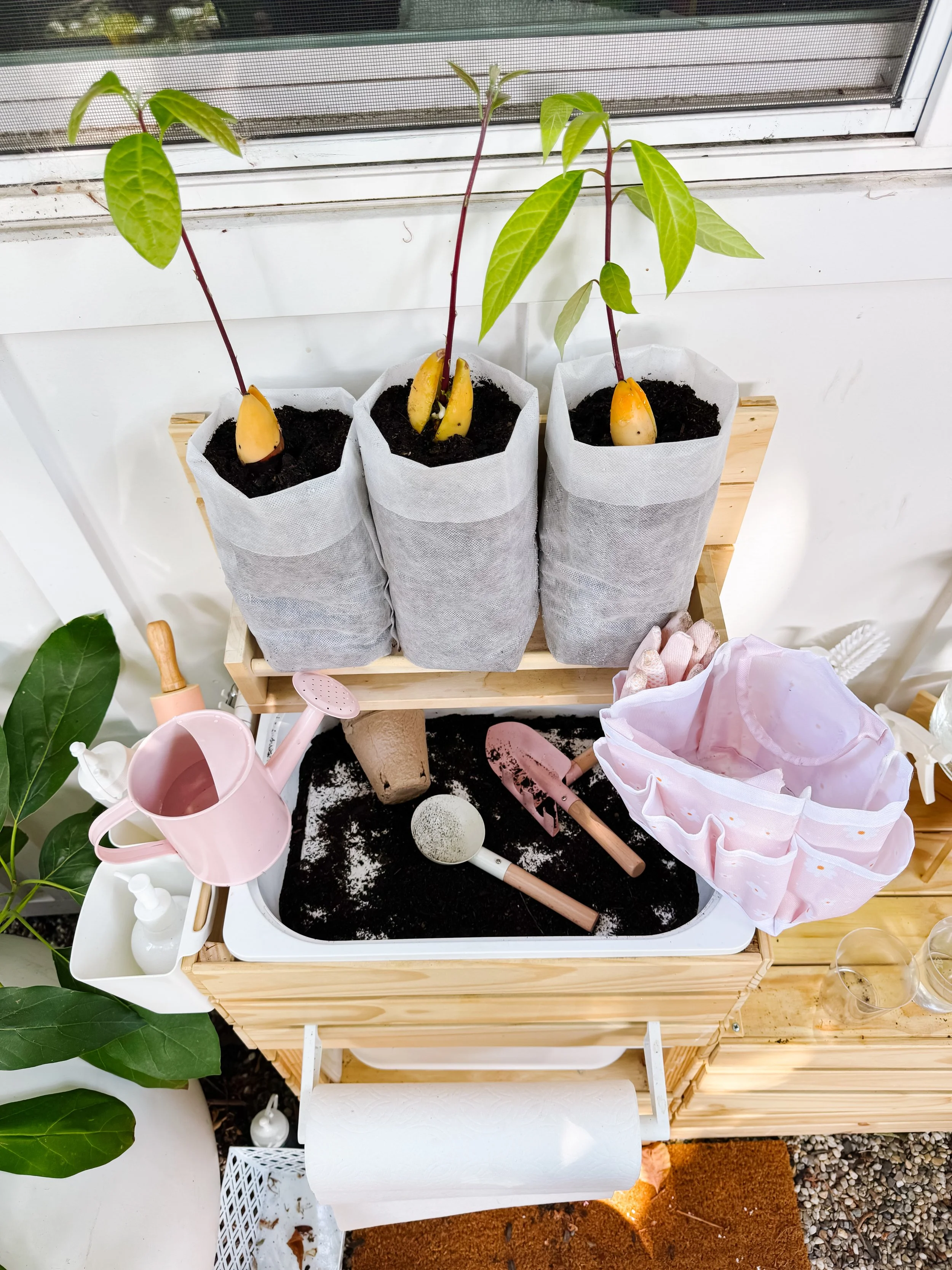 Three avocado seedlings transplanted into black fabric grow bags at a child-friendly mud kitchen garden station.