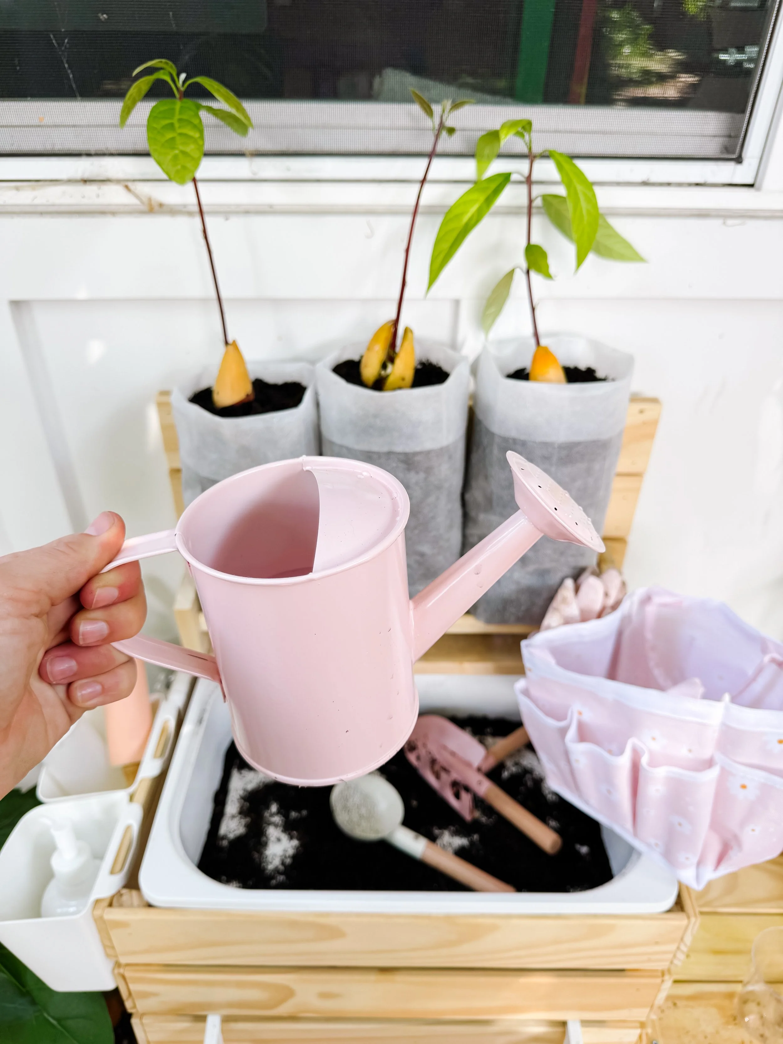 Pink child-sized watering can beside newly transplanted avocado seedlings in an outdoor garden activity.