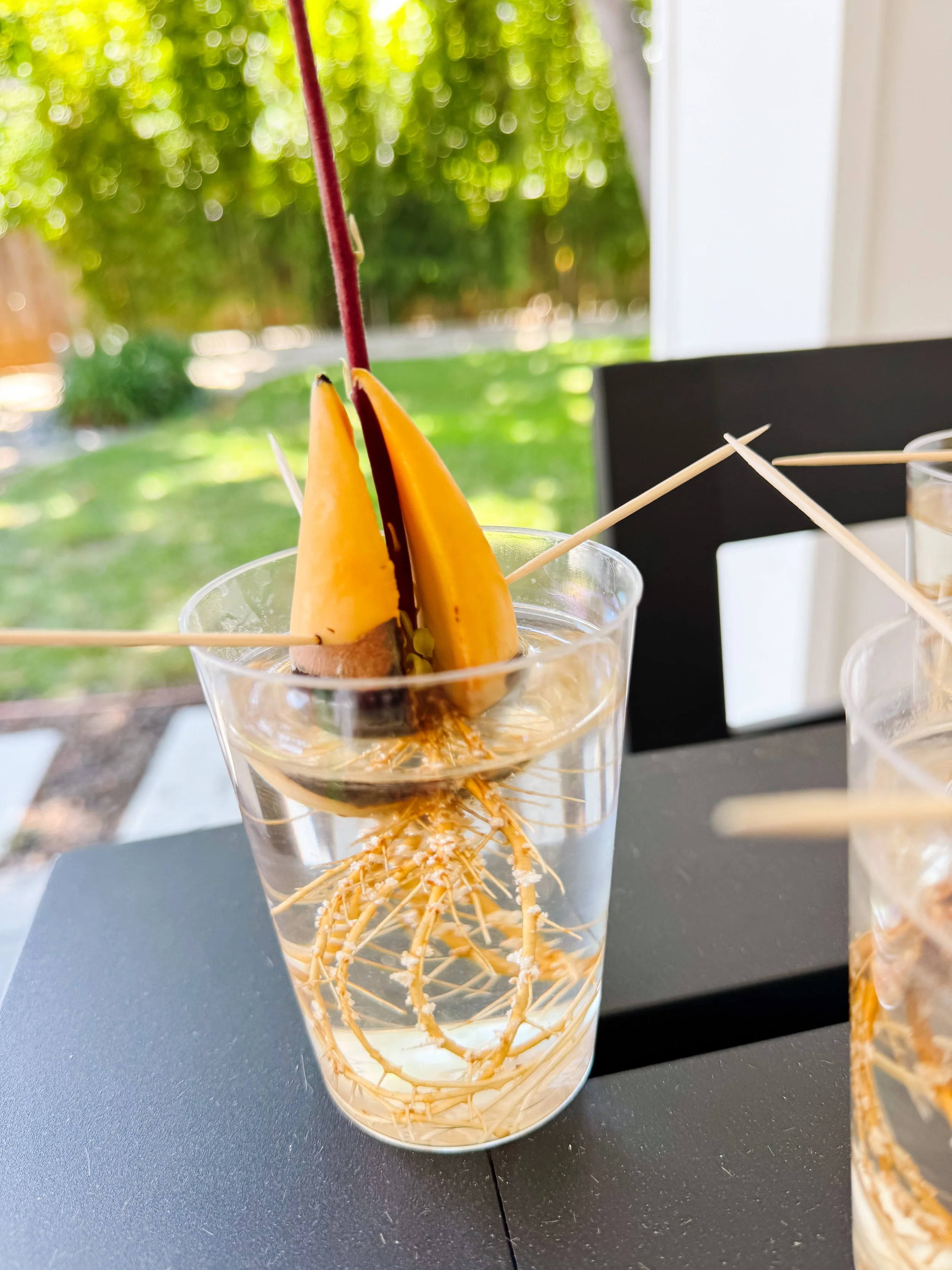 Close-up of a cracked avocado pit showing the pale interior and developed roots growing in clear water.