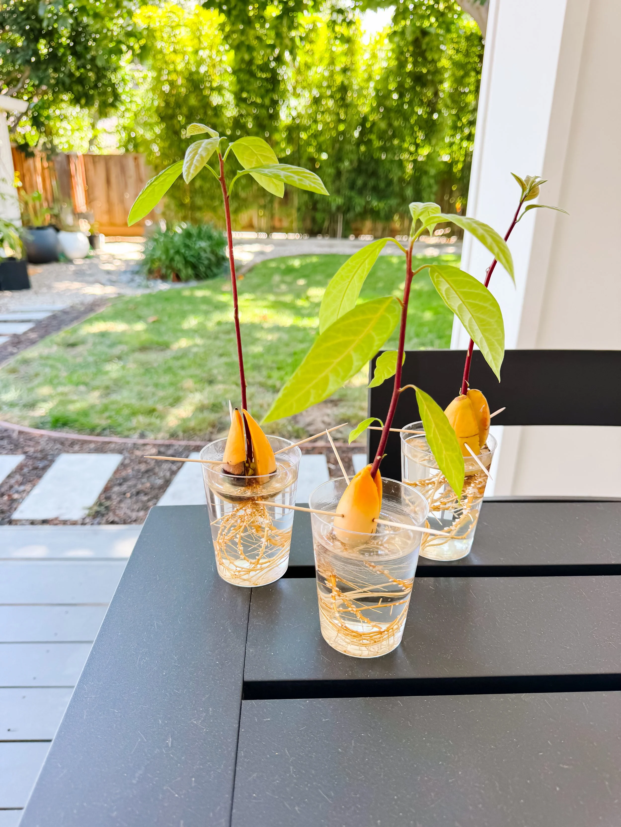 Three avocado seedlings suspended over clear cups of water with toothpicks, showing long roots, stems and leaves.