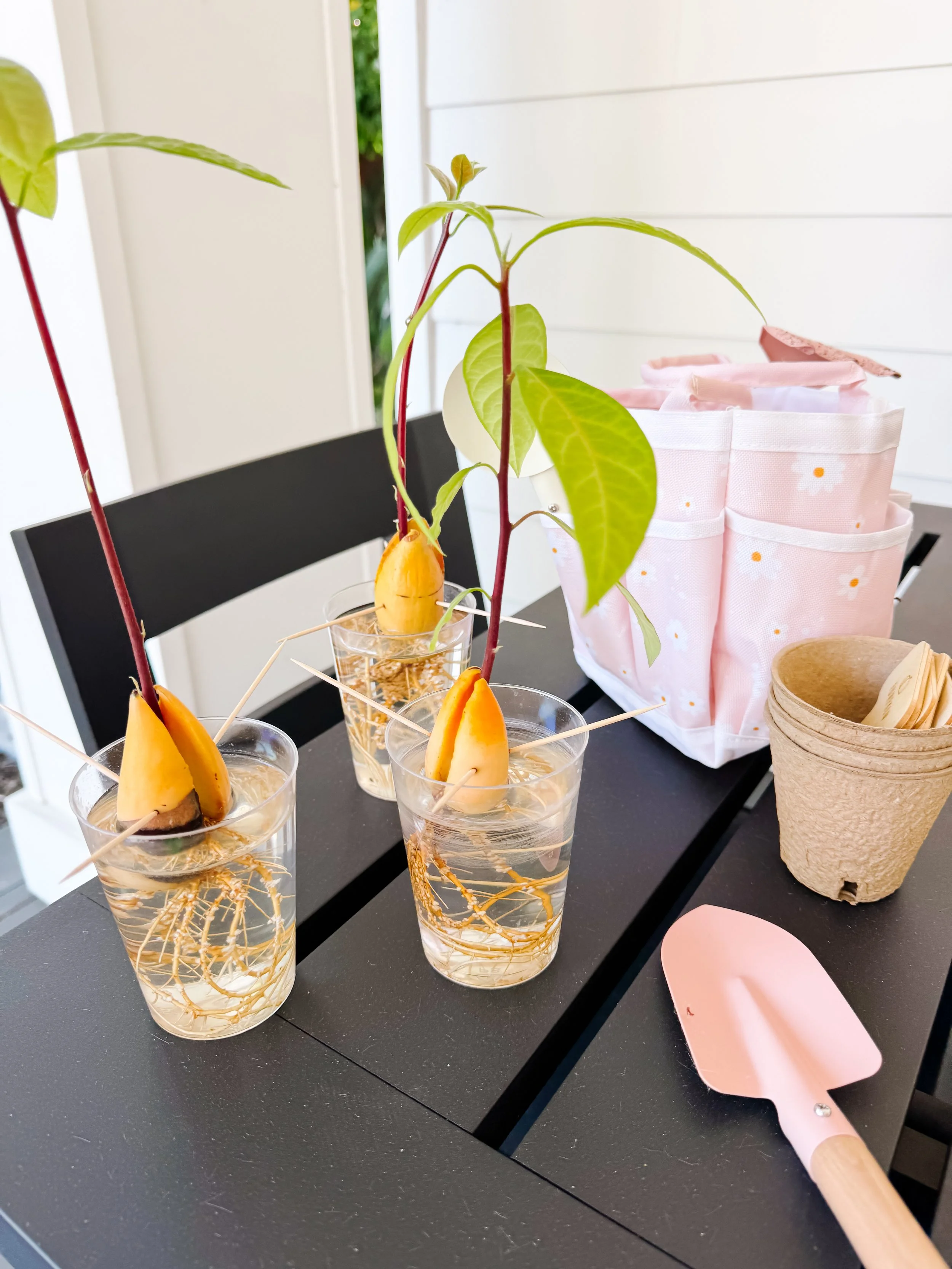 Three avocado seedlings at different stages with visible roots, split seeds, red stems and green leaves.
