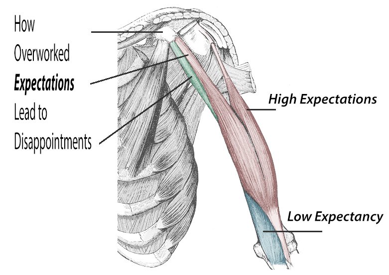 HIgh Expectations Biceps-and-Brachialis-Muscles.jpg