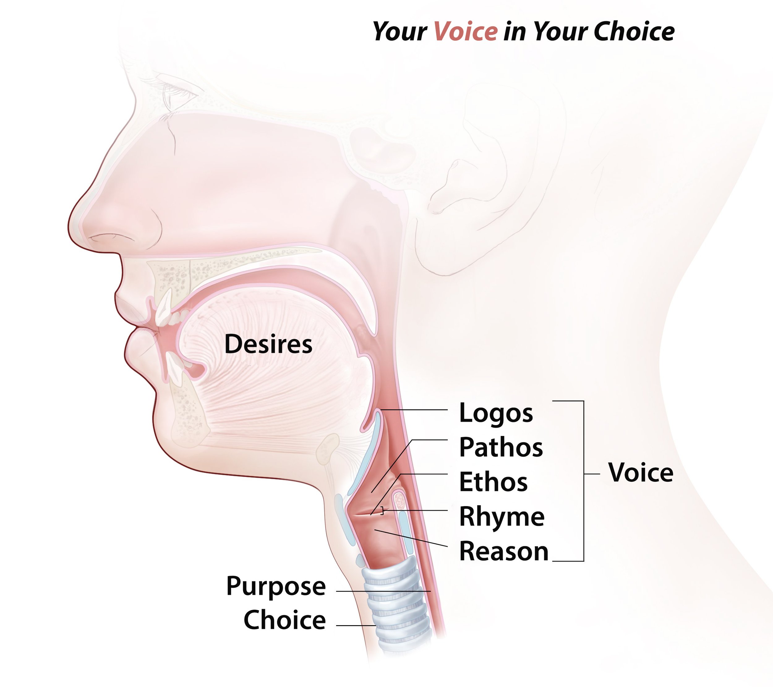 Voice anatomy copy.jpg