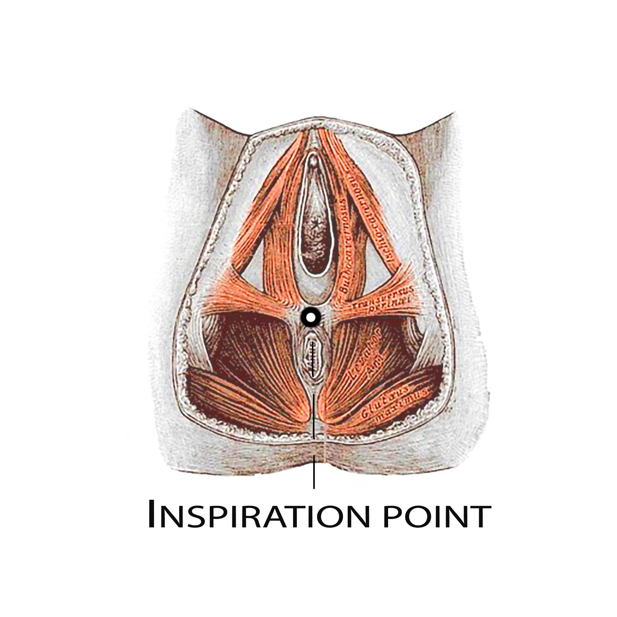 Inspiration point BASICS copy.jpg