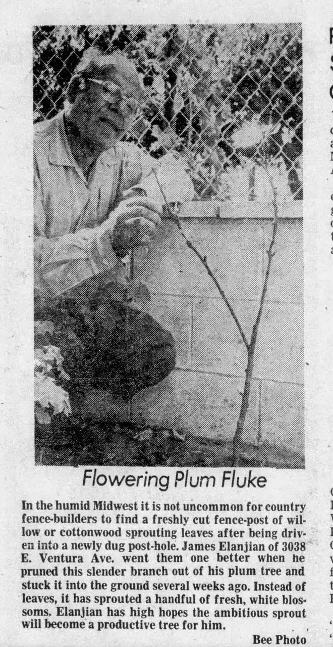 Portrait and news clipping of Moorad Elanjian along side a plumb tree at his Fresno home, published in the October 13th 1974 edition of The Fresno Bee (Image Source: Newspapers.com)