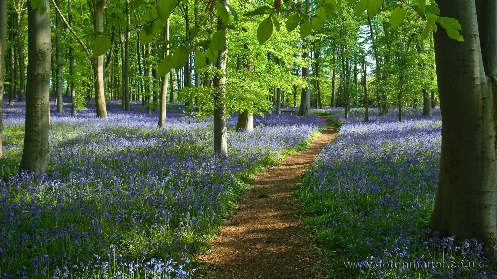 path in woods and flowers.jpg