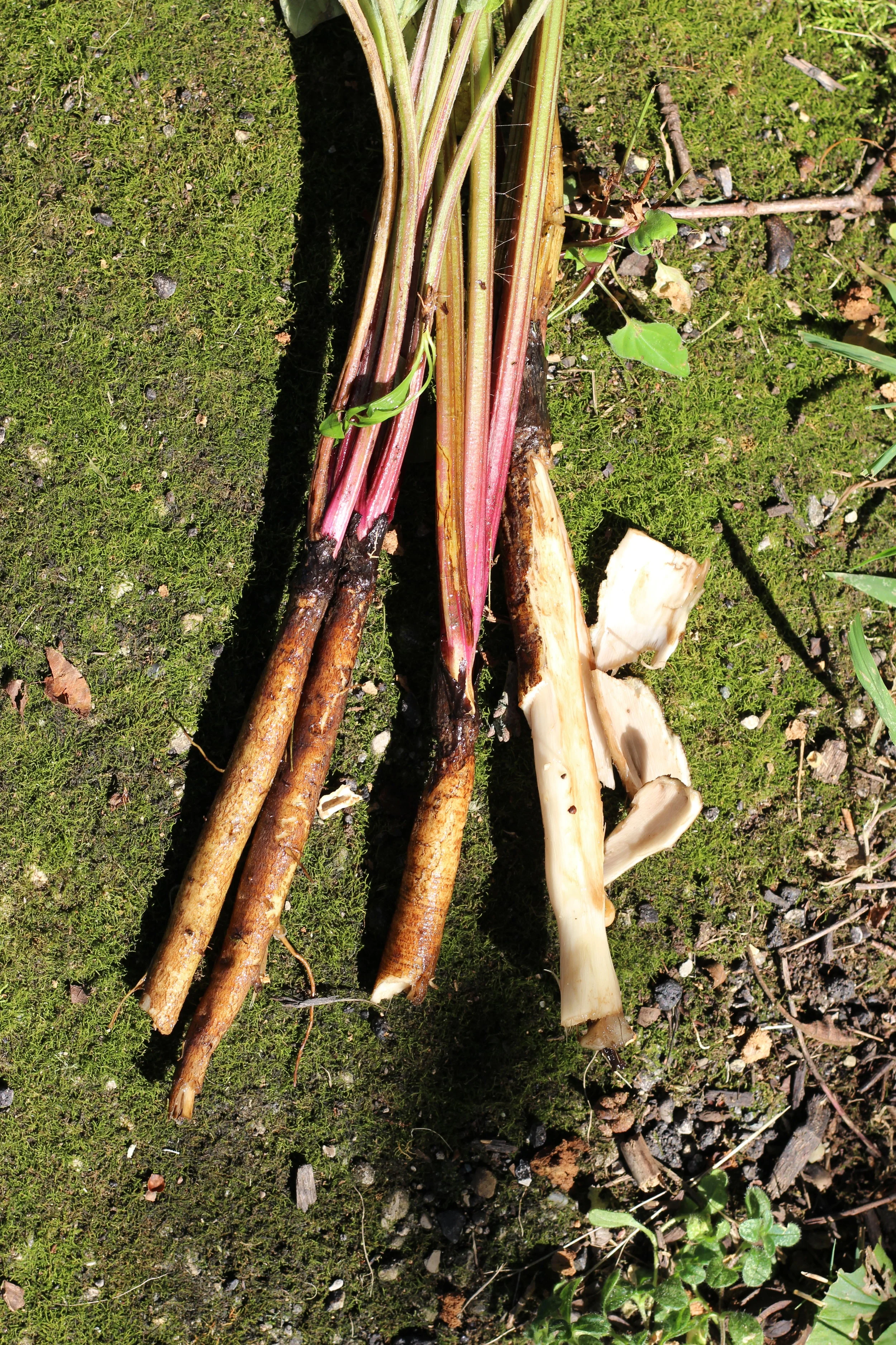 roots.JPG