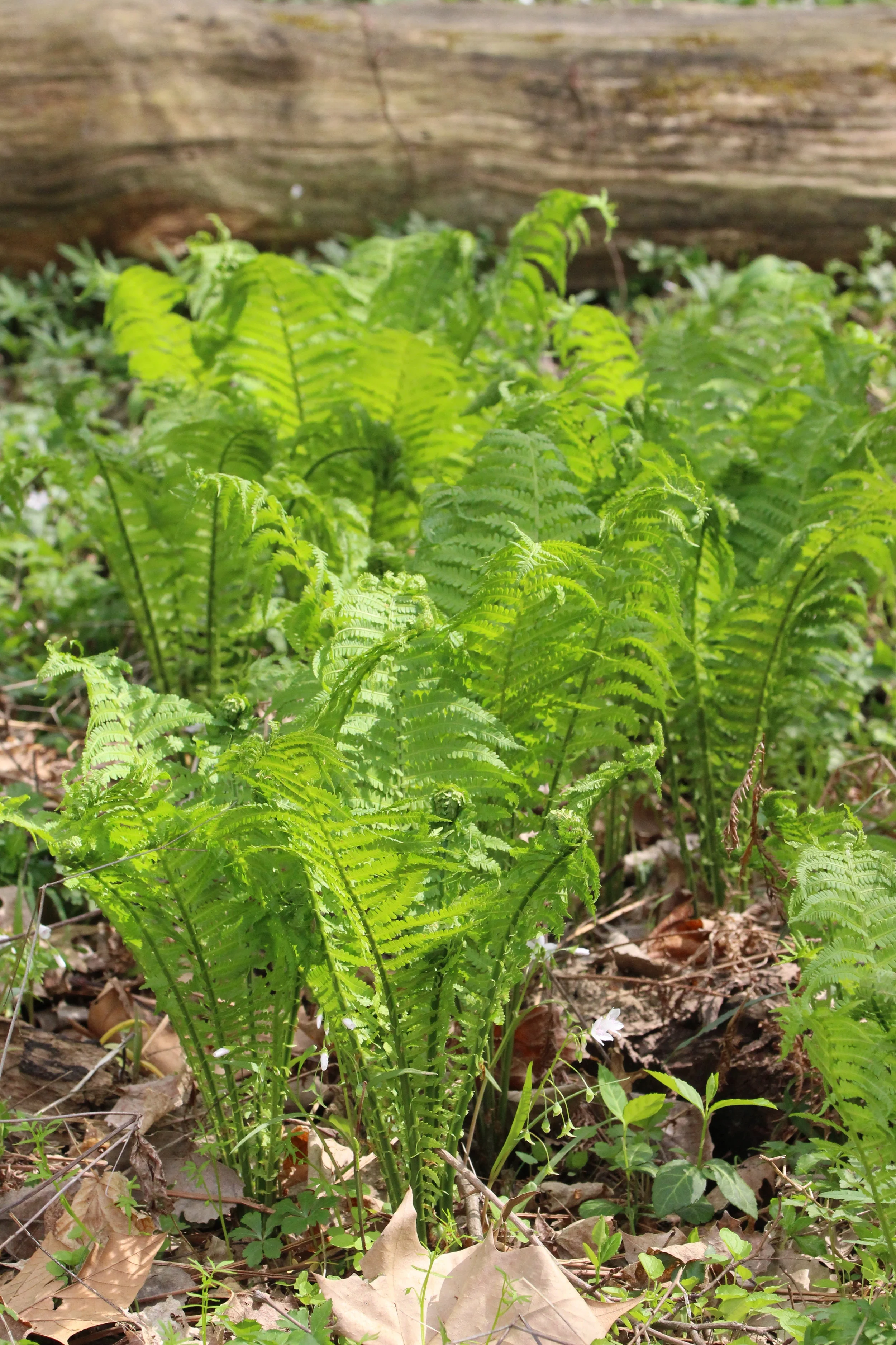 forest.JPG